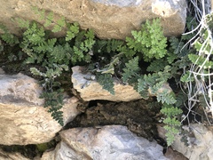 Myriopteris gracilis