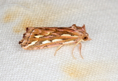 Meyrickella torquesauria