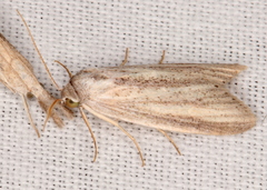 Prionopterina grammatistis