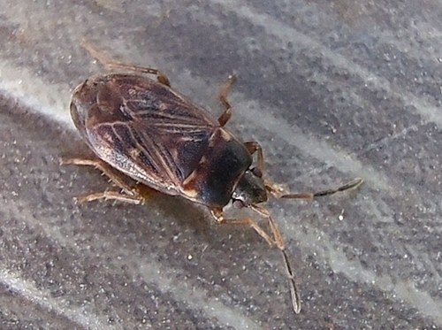 Cryphula trimaculata photo 3