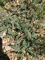 Astragalus plattensis