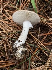 Amanita marmorata