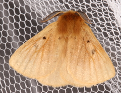 Anthela ocellata