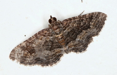 Chrysolarentia