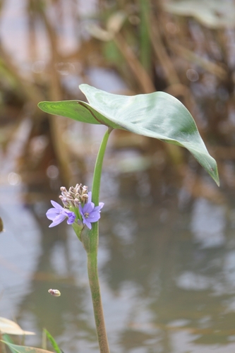 Pontederia vaginalis