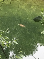 Apalone spinifera guadalupensis