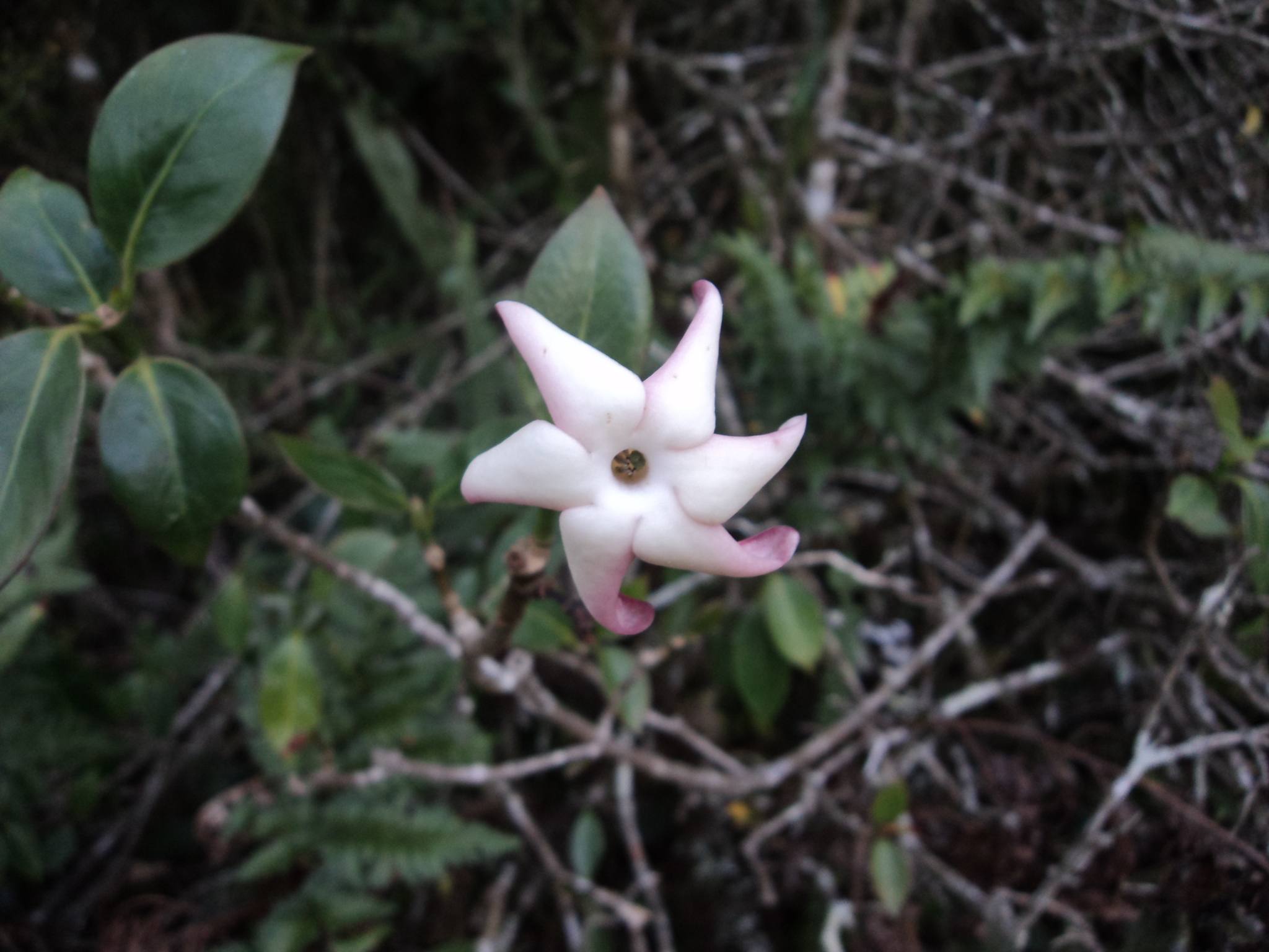 Hillia parasitica