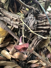 Aristolochia maxima