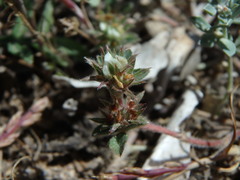 Trifolium scabrum
