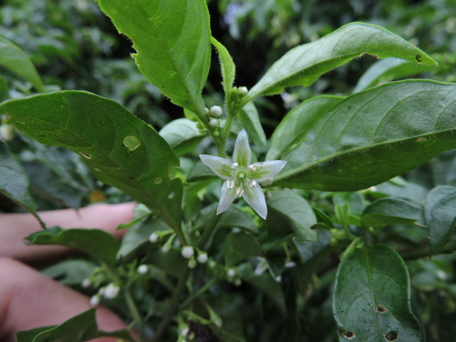 Athenaea wettsteiniana (Athenaea wettsteiniana)