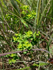 Euphorbia spathulata