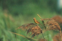 Emberiza aureola