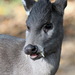 Tufted Deer - Photo (c) Николай Усик, some rights reserved (CC BY-SA)