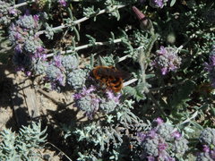 Dasyscolia ciliata