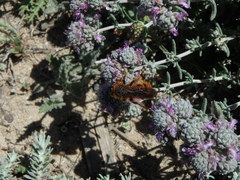 Dasyscolia ciliata