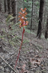 Corallorhiza maculata occidentalis