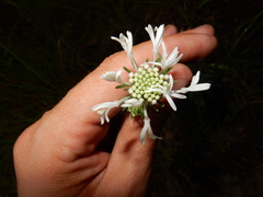 Marshallia caespitosa