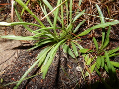 Marshallia caespitosa