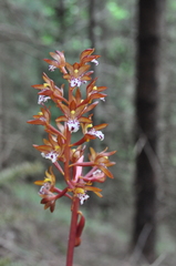 Corallorhiza maculata occidentalis