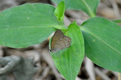 Yphthimoides patricia