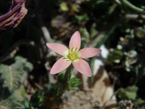 Centaurium bianoris (Centaurium bianoris)