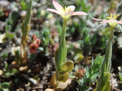 Centaurium discolor