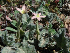 Centaurium discolor