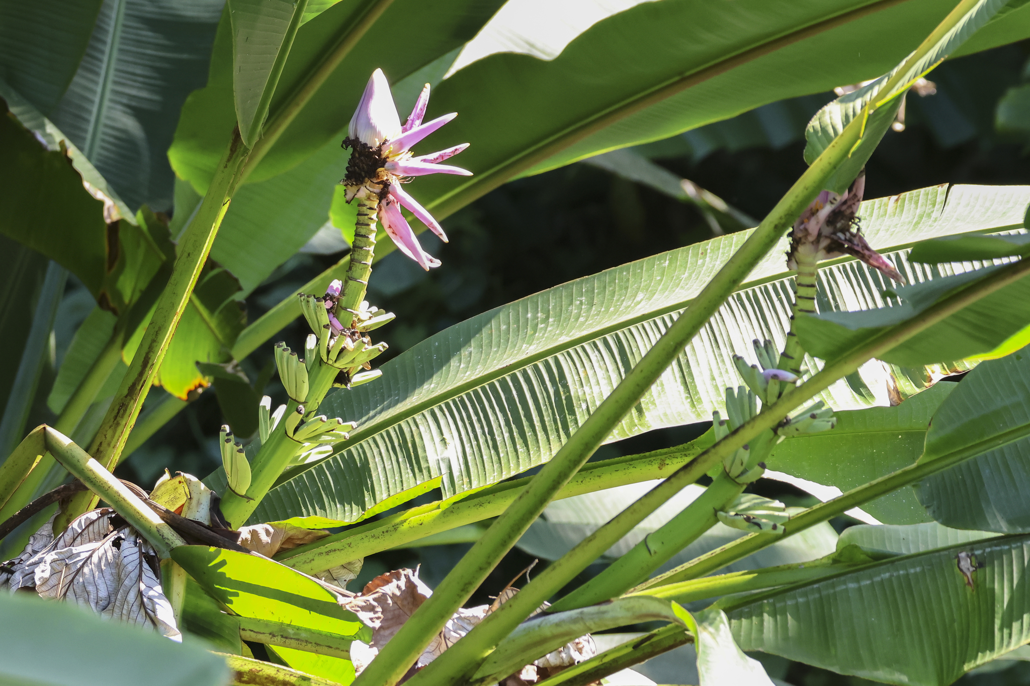 Imagem de Bananeira ornamental