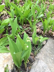 Convallaria majalis