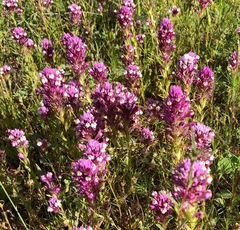 Castilleja densiflora gracilis