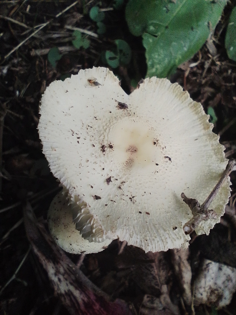 Leucocoprinus birnbaumii · March 2024 · photo: © magcl (iNaturalist, cc-by)