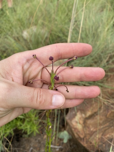Zaluzianskya elongata, photograph 4