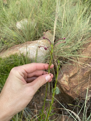 Zaluzianskya elongata, photograph 3