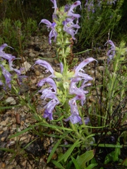 Salvia engelmannii