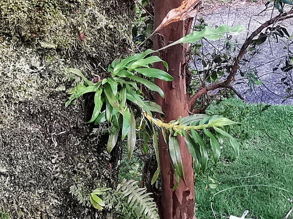 Angraecum multiflorum Thouars
