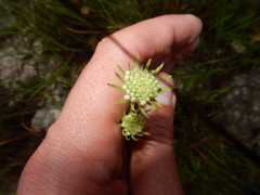 Marshallia caespitosa