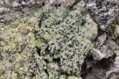 Bacidia schweinitzii