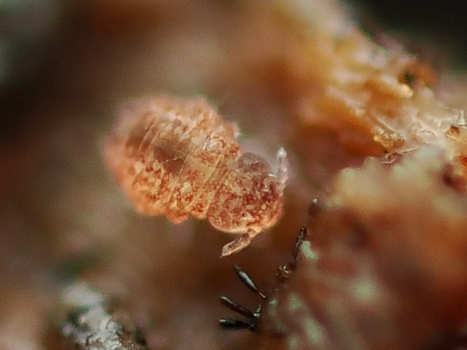 Megalothorax minimus V.Willem, 1900