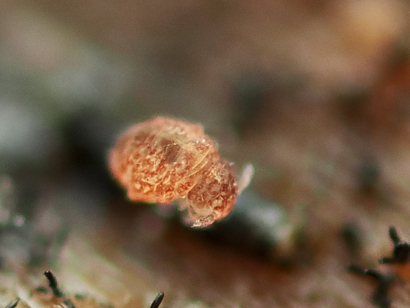 Megalothorax minimus V.Willem, 1900