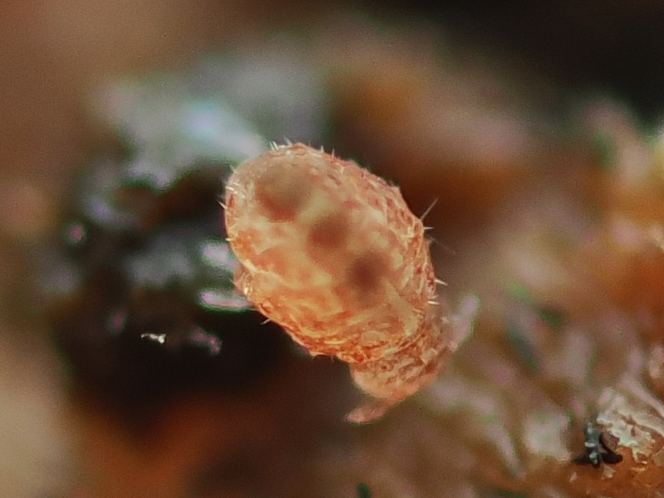 Megalothorax minimus V.Willem, 1900