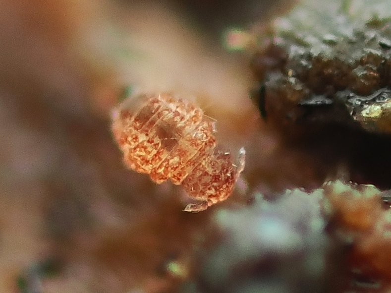 Megalothorax minimus V.Willem, 1900