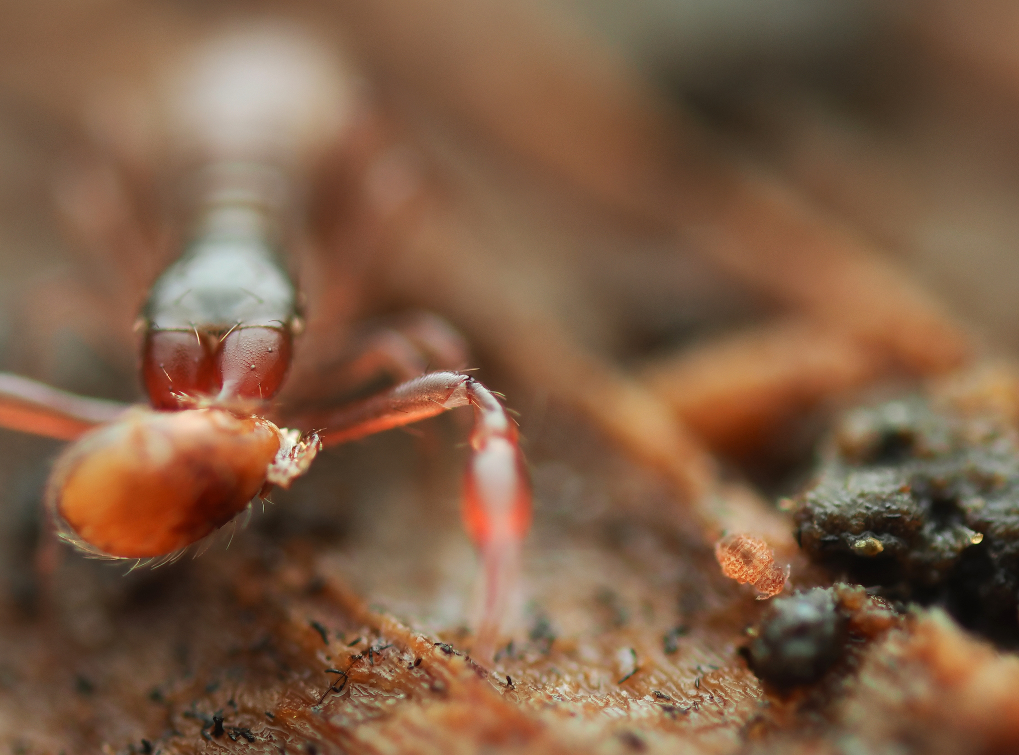 Megalothorax minimus V.Willem, 1900