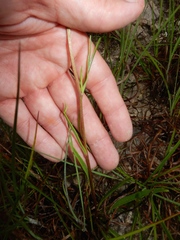 Marshallia caespitosa