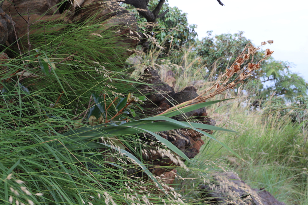 Gladiolus scabridus; photograph (c) Suvarna Parbhoo Mohan, some rights reserved (CC BY-SA)