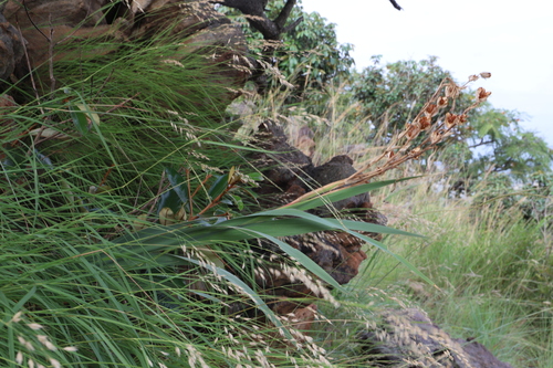 Gladiolus scabridus