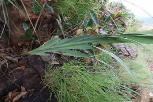Gladiolus scabridus, photograph 1