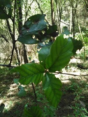 Alnus jorullensis