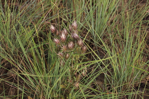 Image of Macledium zeyheri by (c) Suvarna Parbhoo Mohan, some rights reserved (CC BY-SA)