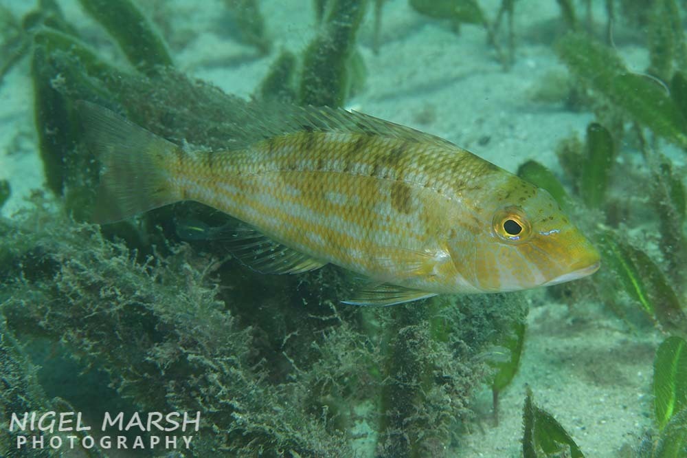 Threadfin Emperor from Nelson Bay NSW 2315, Australia on March 11, 2024
