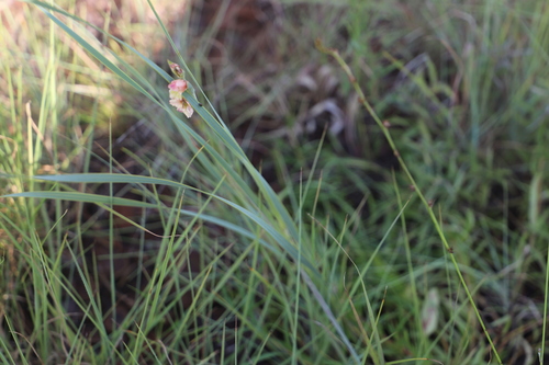 Image of Gladiolus densiflorus by (c) Suvarna Parbhoo Mohan, some rights reserved (CC BY-SA)
